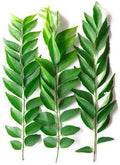 Curry Leaves