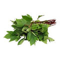 Sorrel Leaves (గోంగూర)